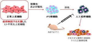 横浜市立大など、「がん幹細胞性質」を有する細胞株の樹立に成功