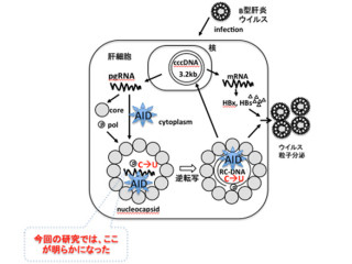 京大など、「抗体遺伝子改編酵素」によるRNA編集活性の証明に成功