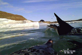 NIPR、アデリーペンギンに取り付けたカメラの映像を公開