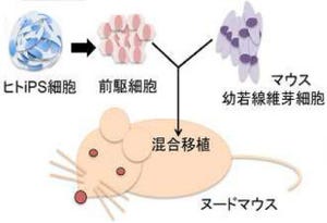 脱毛症などに朗報 - 慶応大、iPS細胞技術を活用して毛包構造の再現に成功