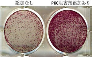 NIBIO、ヒトES/iPS細胞の培養を難しくしている原因のタンパク質を同定