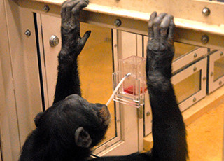 チンパンジーは道具を使用する技法を他者から見て学ぶ - 京大が確認