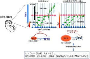 東京都医学研、脳の層構造の形成には転写因子「RP58」が重要と発見