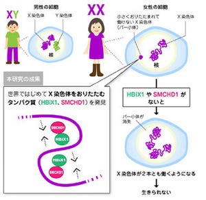 筋ジストロフィーなどの解明に期待 - 北大が不活性性染色体の仕組みを解明