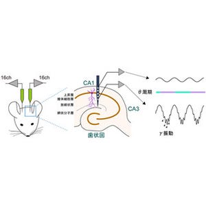 思春期に刺激の多い集団環境で過ごすと大脳の働きが活性化する - 理研