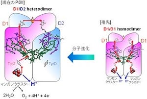 光合成の仕組み・完全解明に1歩前進! - 京大、「H+移動経路」を発見