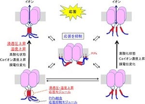 「TRPチャネル」は1種類で多彩な刺激に柔軟に応答することが可能 - 理研