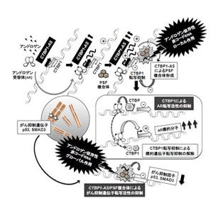 再燃前立腺がんの治療に向けた新たな治療標的を発見 - 東大