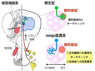神経細胞の樹状突起が相手を見つけるには「Meigo分子」が重要 - 東大など
