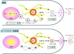 麹菌の異種タンパク質の生産性向上のカギは「オートファジー」 - 東大