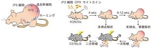 JSTなど、マウスを活用してiPS細胞から「造血幹細胞」に誘導することに成功
