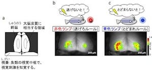 魚類が意志決定で記憶済みの行動プログラムを読み出す過程を可視化 - 理研