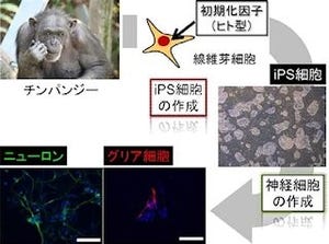 慶応大と京大、希少霊長類のチンパンジーのiPS細胞を作成することに成功