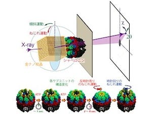 東大など、タンパク質「シャペロニン」の内部運動の高精度計測に成功