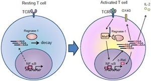 阪大、タンパク質「Regnase-1」はT細胞の活性化の調節に重要な因子と証明