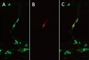 岩手医科大、1細胞レベルで遺伝子発現を高効率で誘導できる技術を開発