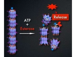 東大など、シャペロニンを利用したDDS用ナノチューブ型分子ロボットを開発