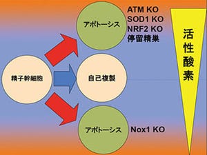 活性酸素不足が男性不妊を誘因？