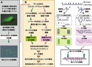 理研など、桁違いの少量の細胞から「DNAメチル化解析」を行える技術を開発