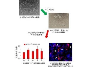宮崎大、ヒト型iPS細胞をより質の高い「マウス型様」に変換することに成功