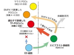 京大など、マウスES細胞を「始原生殖細胞」に誘導して子の産出に成功