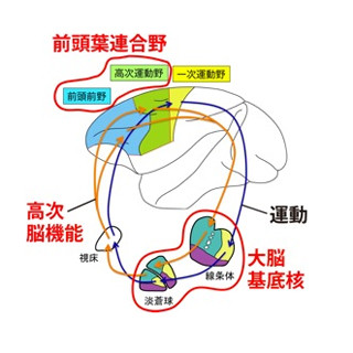 行動を決めるのには大脳基底核と前頭葉連合野が連携が重要 - 東京都医学研