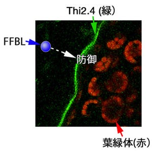 金沢大、植物が体内に持つ解毒のメカニズムを解明