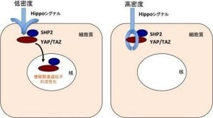 細胞密度の調節には酵素「SHP2」の存在がカギ - 東大が解明