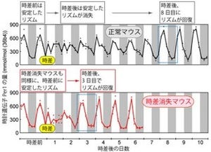 京大、時差ボケの特効薬開発につながる可能性のある体内時計の仕組みを発見