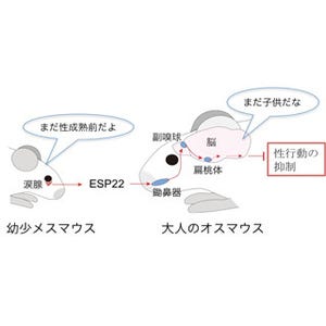 東大、メスマウスからオスマウスの性行動を抑制するフェロモンを発見