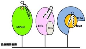北大、風変わりなC型レクチン受容体「Mincle」のその立体構造と謎を解明