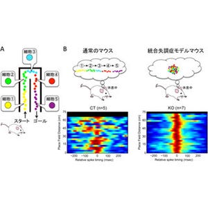 脳内ネットワークの過剰な活動が統合失調症の症状に関与している - 理研