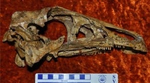 北大など、モンゴルで世界初となる「テリジノサウルス」類の営巣地を発見