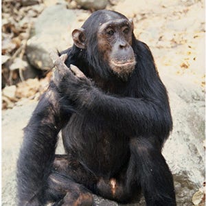 チンパンジーのオスは離乳後でも母親と死別すると早死にする傾向 - 京大