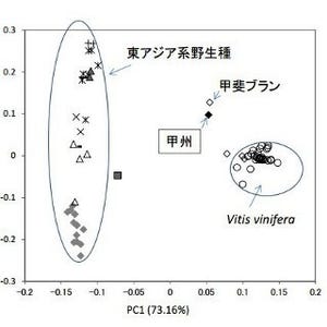 ワインでも有名な国産ブドウ「甲州」は中国より伝来!? - 酒類総合研究所