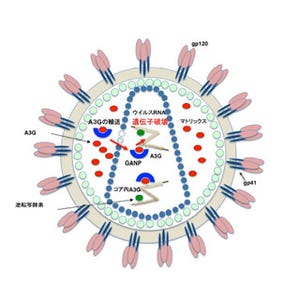 GANP分子にエイズウイルスの感染能力を失わせる酵素を運び込む能力 - 熊本大