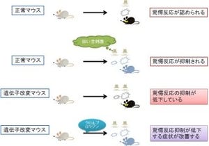 統合失調症の発症には脳形成に重要な「クリンプ1」が関与 - 横浜市大など