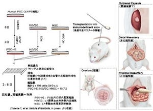 横浜市大、iPS細胞からヒト肝臓原基を誘導する方法などのプロトコルを発表