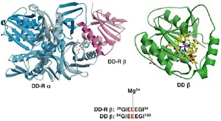 岡山大、ビタミンB12関与酵素の「再活性化分子シャペロン」の仕組みを解明