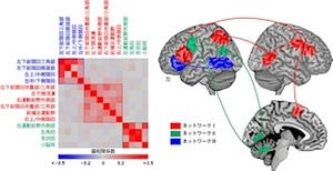 東大など、言語の文法処理を支える神経回路を発見