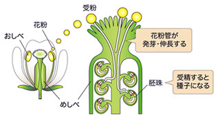 花粉管の簡単な遺伝子制御法を開発