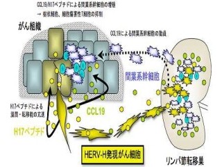 「ヒト内因性レトロウィルス」ががんの転移で重要な働きをする - 慶応大