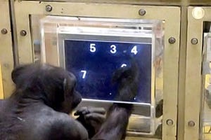 チンパンジーも「概念メタファー」を持っていた - 京大が発見