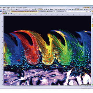 オリンパス、生物顕微鏡用イメージングソフトウェアの新バージョンを発表