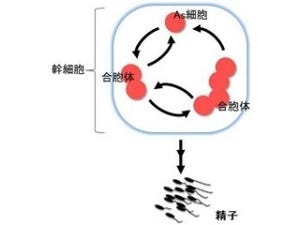 NIBBなど、1971年以来の定説を覆す「精子幹細胞」の未知の性質を確認