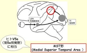 眼の動きで生じるブレを補正する脳内の仕組みは「MST野」にあり - 京大