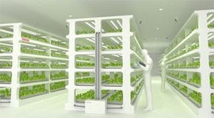 東芝、植物工場で長期保存できる無農薬の野菜生産を事業化