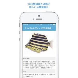 画像認識による魚の自動判定アプリ「魚みっけ」、iOS版が登場