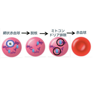 赤血球からミトコンドリア除去の謎解明