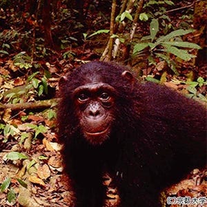 野生のチンパンジーも複数の道具をセットで用いて餌を採取する -京大が確認